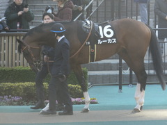 20200208 東京11R 節分S(4歳上3勝クラス) ルーカス 04