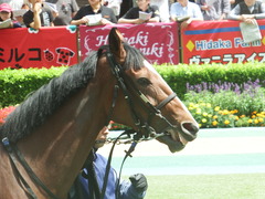 20190616 東京8R 3歳上1勝クラス ミヤコローズ 17