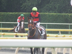 20190810 新潟7R 3歳上1勝クラス ピンシェル 31