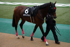 20191124 東京10R ウェルカムS (3勝) オウケンブラック 03