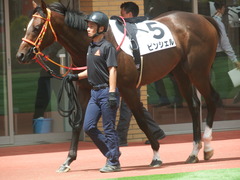 20190810 新潟7R 3歳上1勝クラス ピンシェル 16