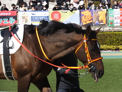 20200209 東京7R 4歳上1勝クラス ピンシェル 10