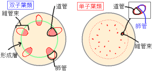 中学理科 Study Field