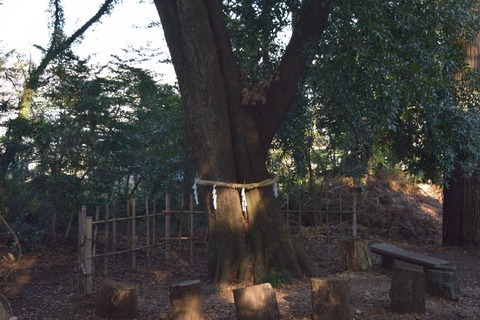 川尻八幡神社 ホソバタブ ブログ用