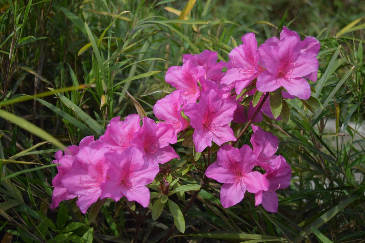 街路樹でよく見かける花 ツツジを紹介 写真で儲けたい男 街路樹でよく見かける花 ツツジを紹介 写真で儲けたい男