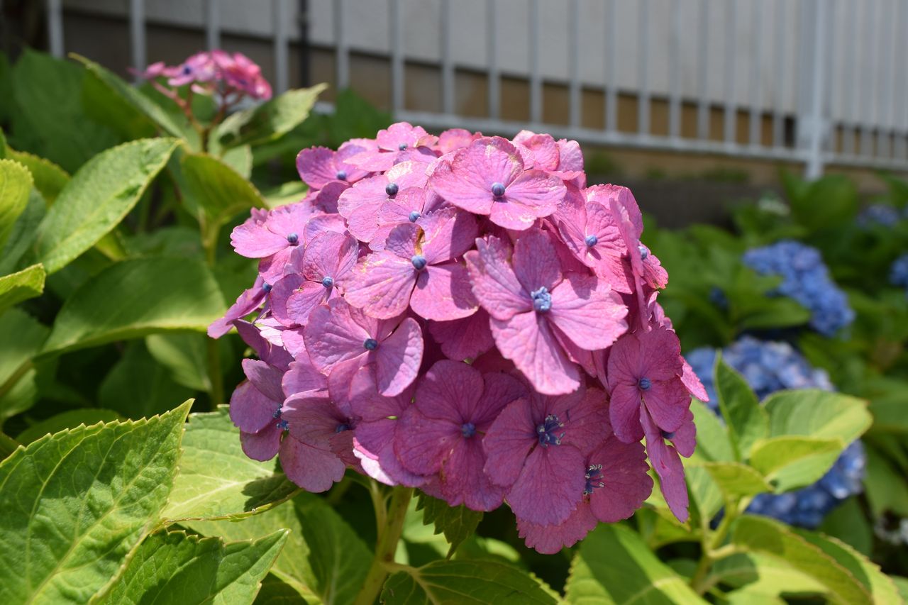 梅雨の時期といえば この花 アジサイを紹介 写真で儲けたい男 梅雨の時期といえば この花 アジサイを紹介 写真で儲けたい男