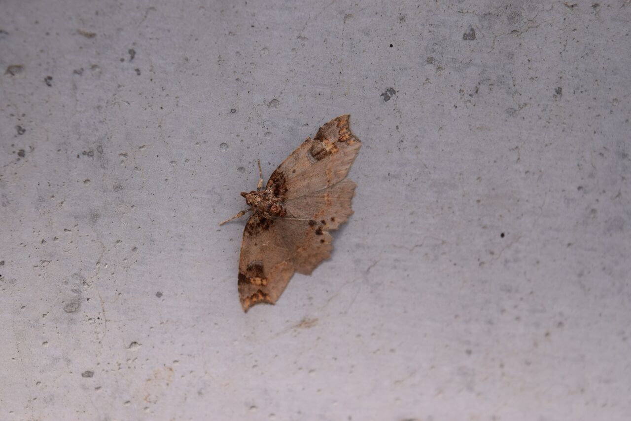 頭が尖った蛾 カザリツマキリアツバを紹介 写真で儲けたい男