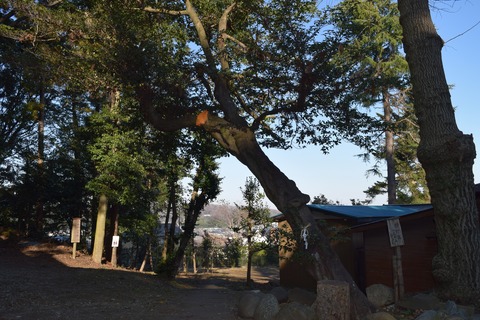 川尻八幡神社 ヒサカキ ブログ用