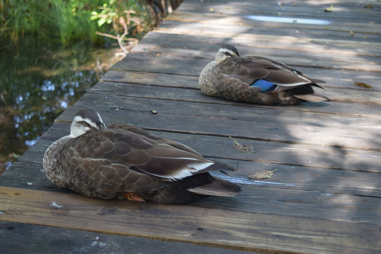 カルガモについて 写真で儲けたい男