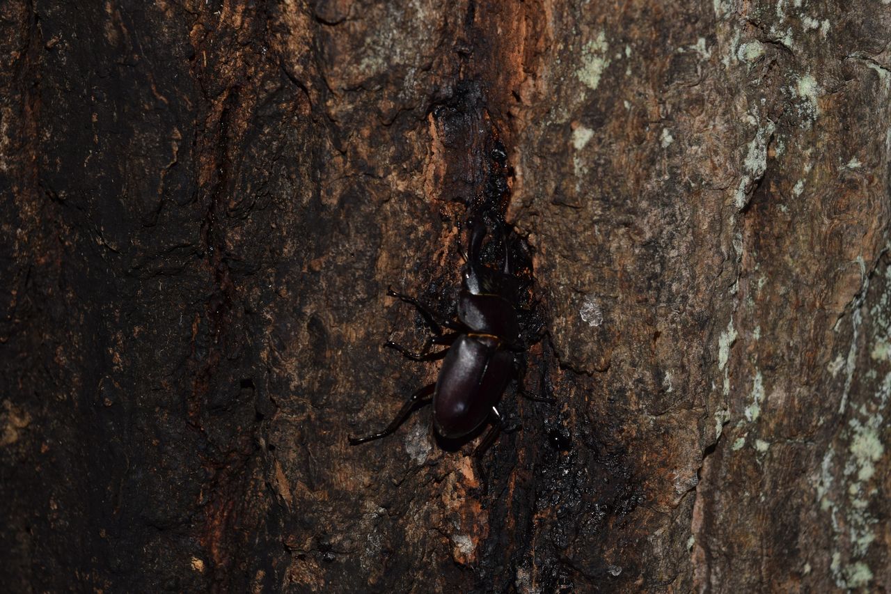 夏の夜 小っちゃくてカワイイ コクワガタを紹介 写真で儲けたい男