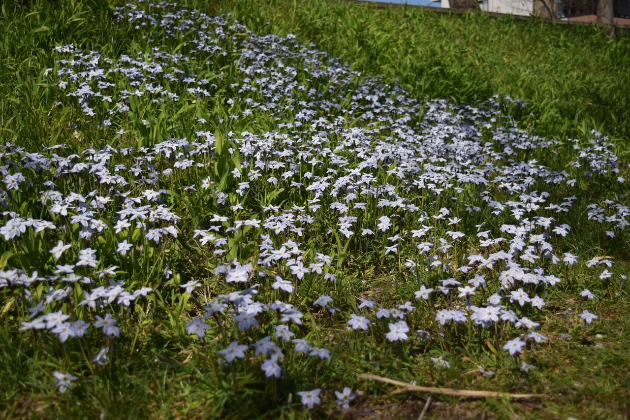 星型の花が咲く ハナニラを紹介 写真で儲けたい男 星型の花が咲く ハナニラを紹介 写真で儲けたい男