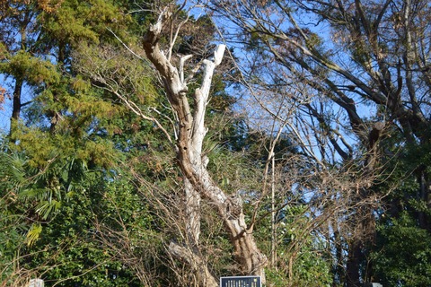 大石信濃守宗虎屋敷跡 サルスベリ ブログ用