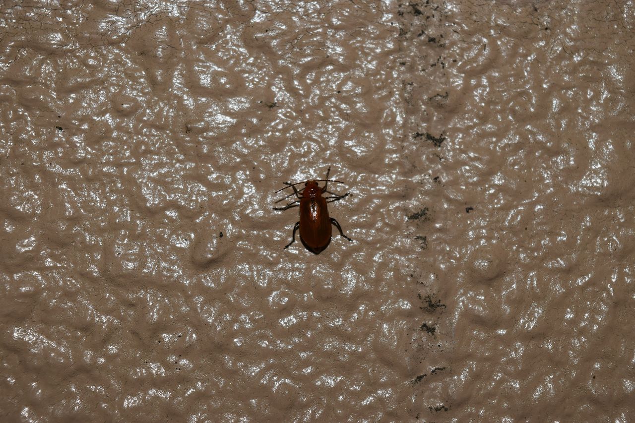 ハムシについて 写真で儲けたい男