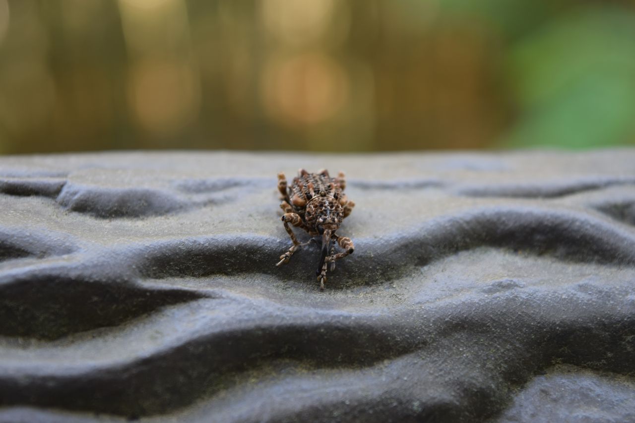 石 木の皮 ゴツゴツしている マダラアシゾウムシ 写真で儲けたい男 石 木の皮 ゴツゴツしている マダラアシゾウムシ 写真で儲けたい男