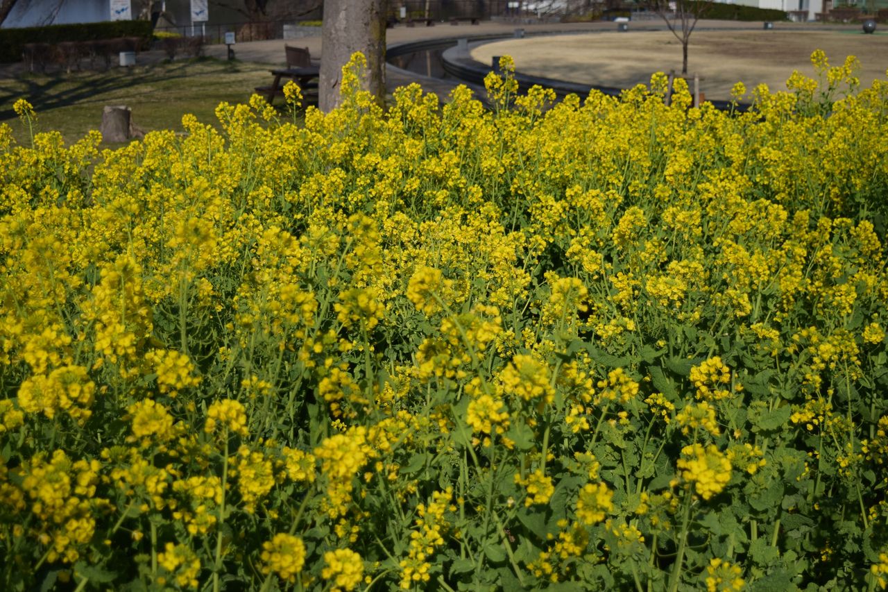 ナノハナって名前じゃない 菜の花を紹介 写真で儲けたい男 ナノハナって名前じゃない 菜の花を紹介 写真で儲けたい男