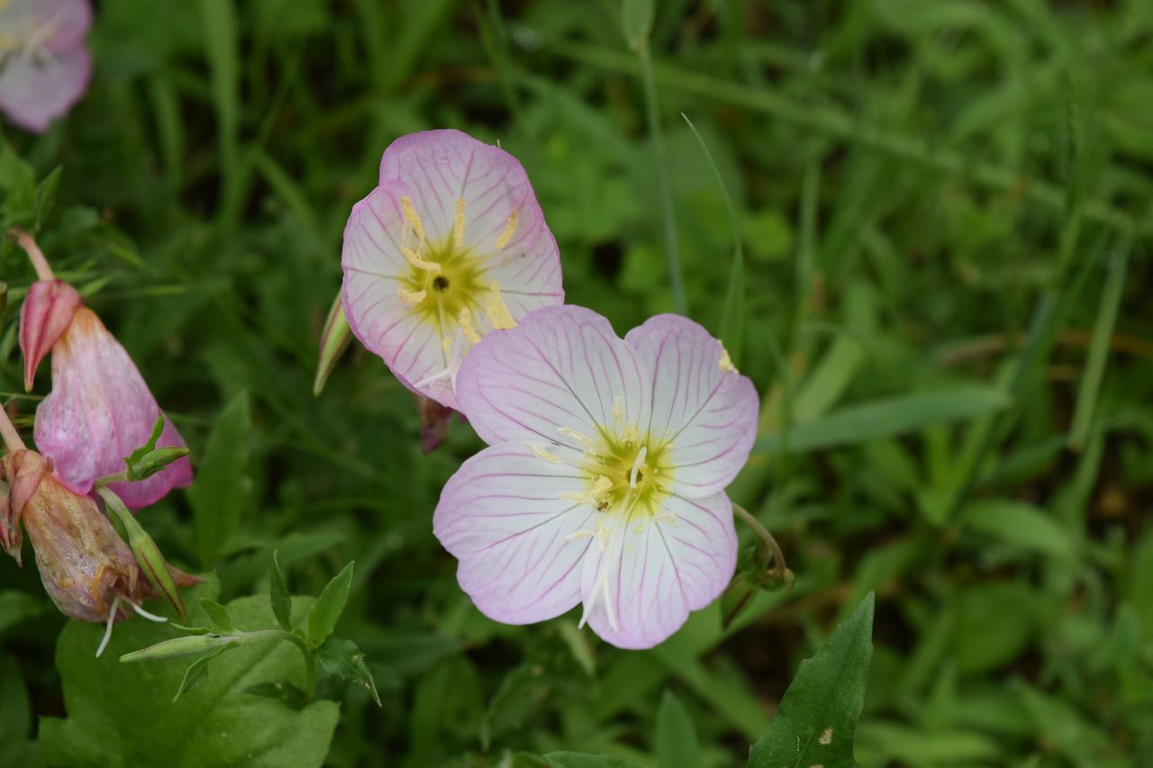 薄ピンクのカワイイ花 ヒルザキツキミソウを紹介 写真で儲けたい男