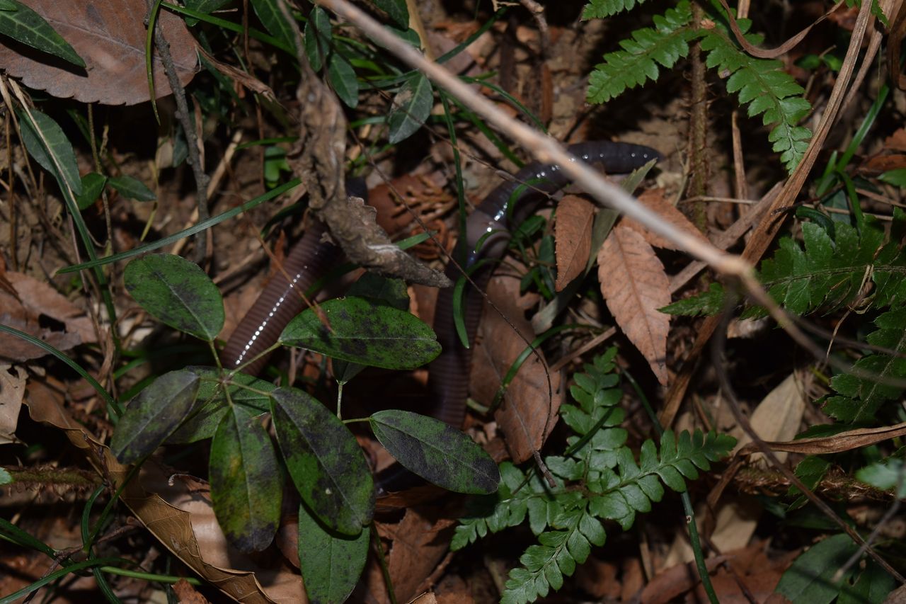 高月城で遭遇 大きなミミズを紹介 写真で儲けたい男