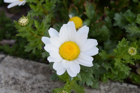 冬のガーデニングの定番 らしい ノースポールを紹介 写真で儲けたい男