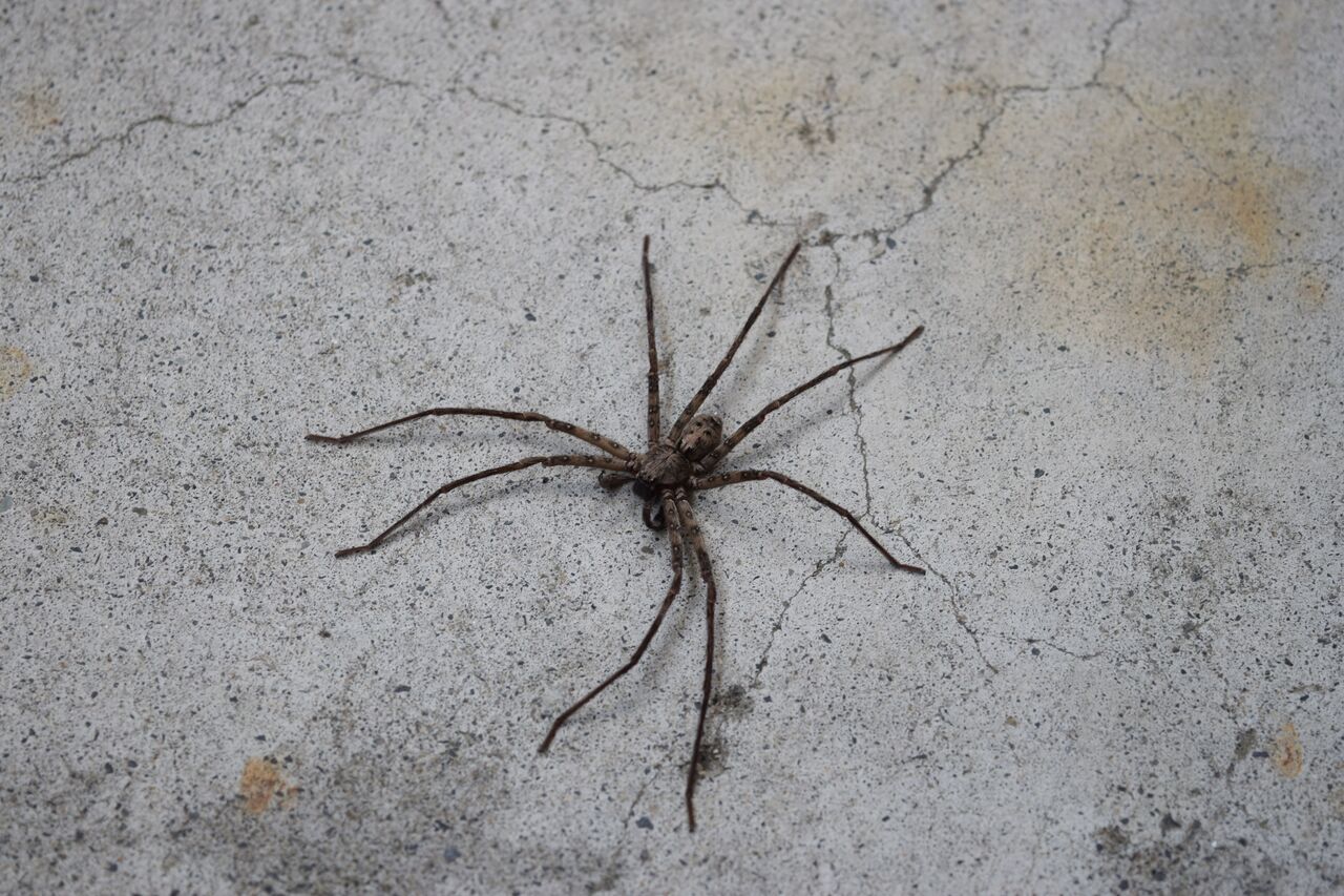 またの名を軍曹 アシダカグモを紹介 写真で儲けたい男