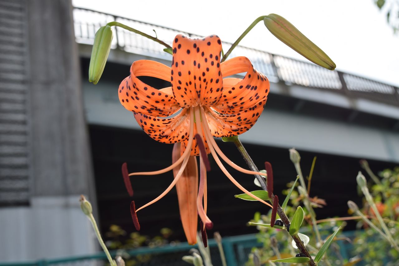 赤鬼に見える オニユリを紹介 写真で儲けたい男 赤鬼に見える オニユリを紹介 写真で儲けたい男