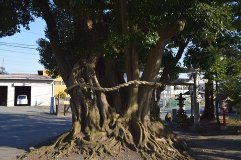川尻八幡神社 ウラジロガシ ブログ用