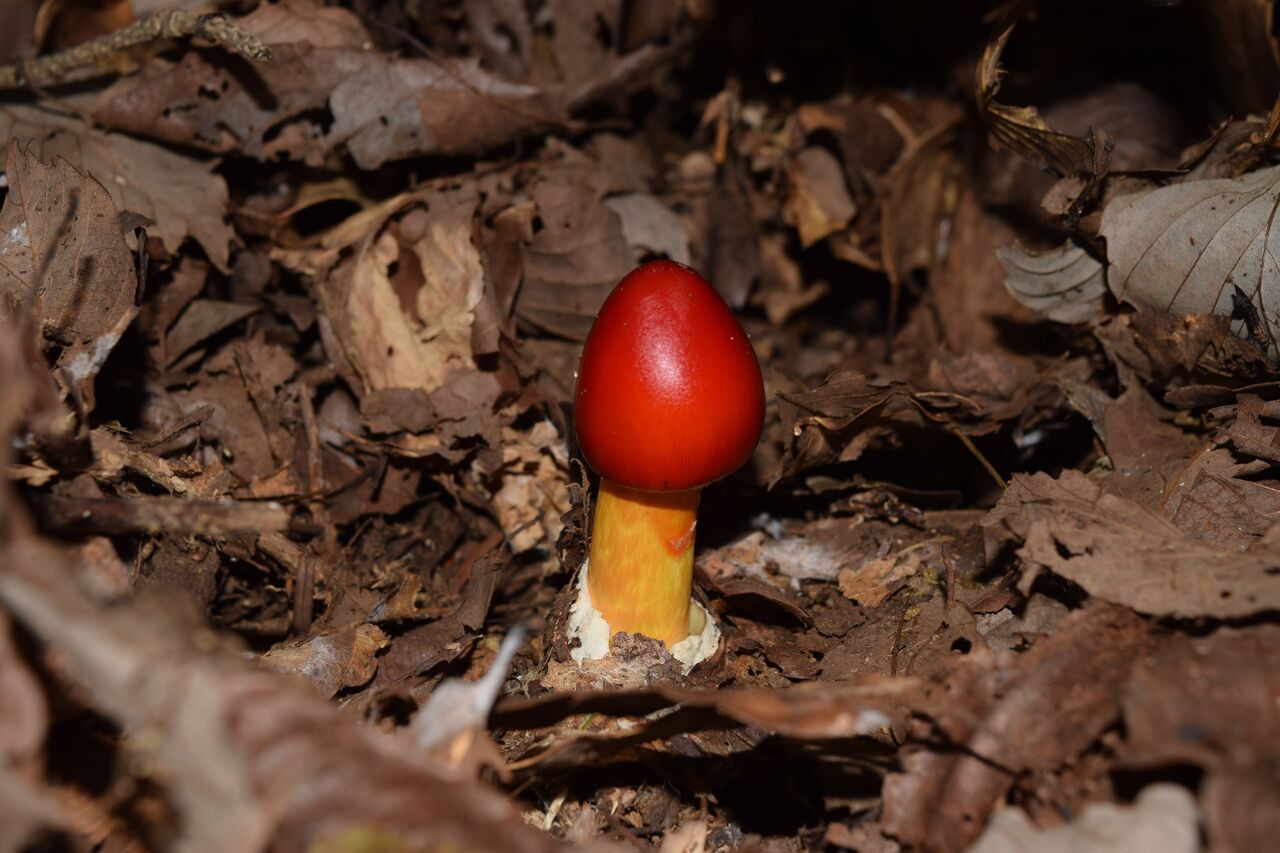 毒々しい見た目 でも食べられる タマゴタケを紹介 写真で儲けたい男