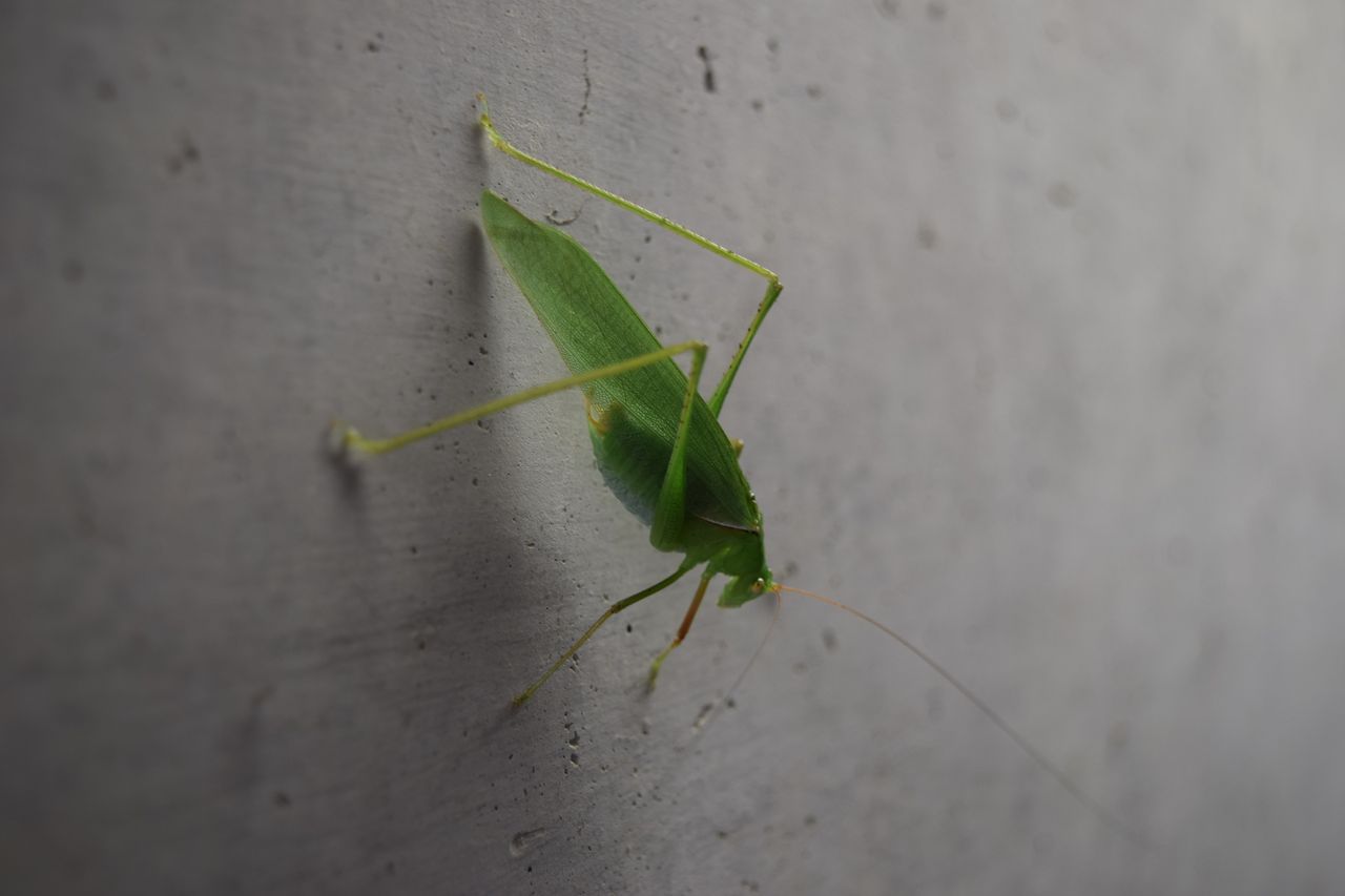 夏から秋にかけての風物詩 ツユムシを紹介 写真で儲けたい男