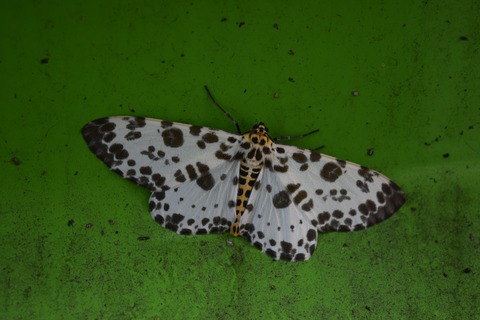 大型のエダシャク オオゴマダラエダシャクを紹介 写真で儲けたい男