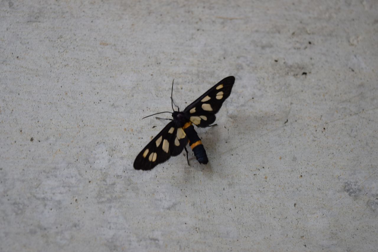 これ蛾なの カノコガを紹介 写真で儲けたい男