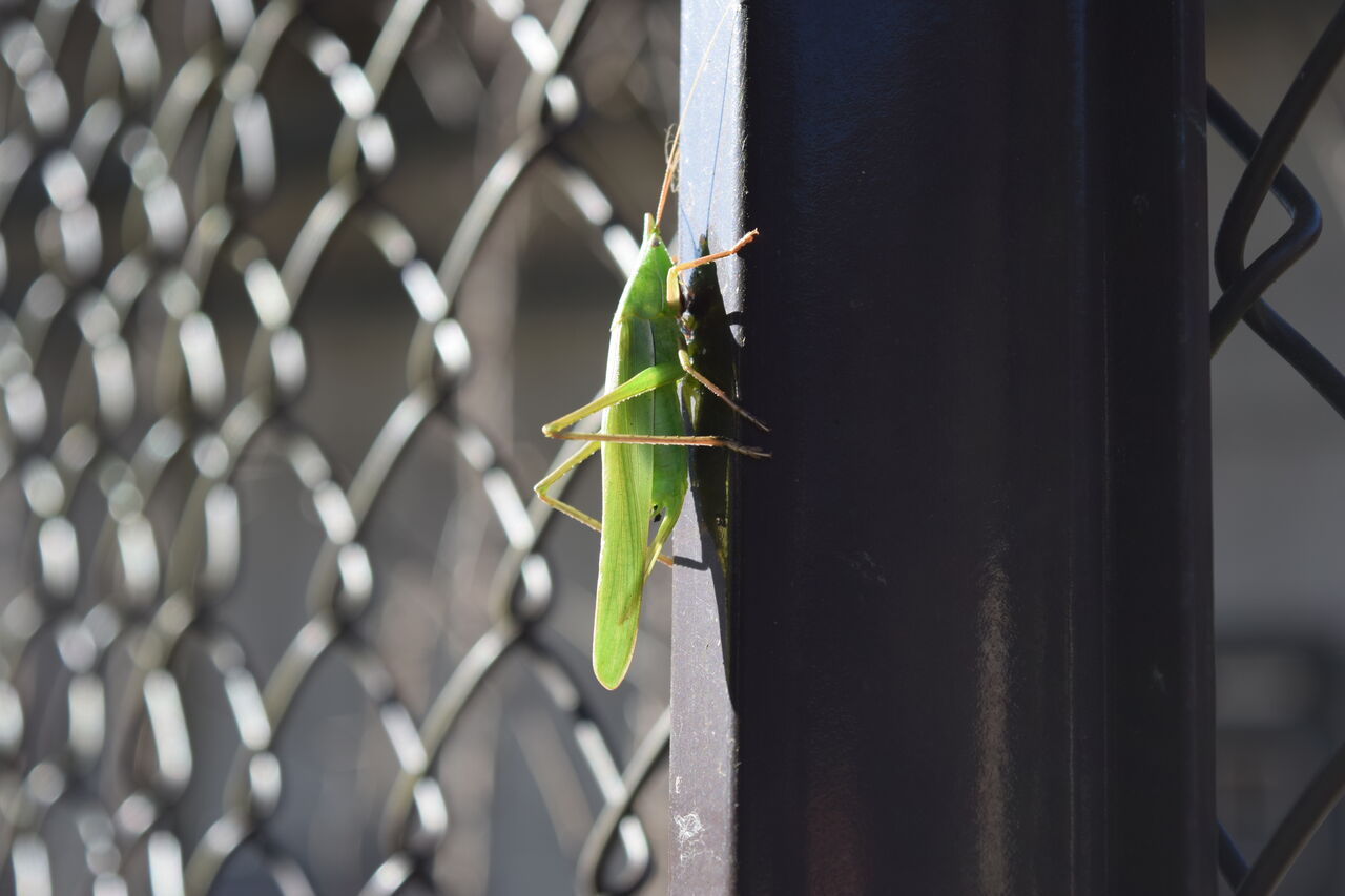 何故かこの時期に クビキリギスを紹介 写真で儲けたい男