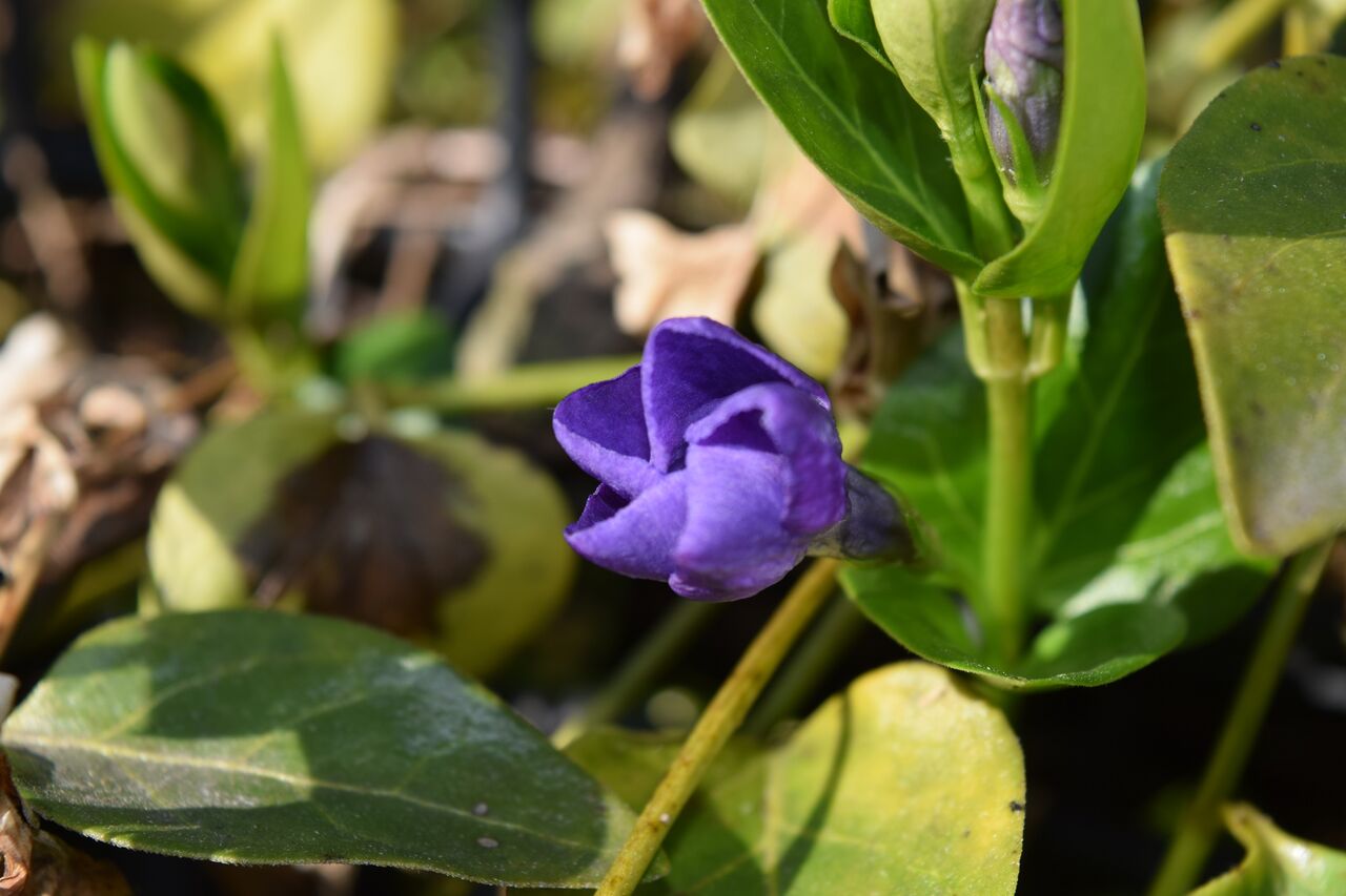 綺麗な星型 ツルニチニチソウ 写真で儲けたい男 綺麗な星型 ツルニチニチソウ 写真で儲けたい男