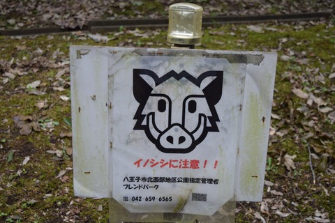 小田野城跡 イノシシ看板 ブログ用