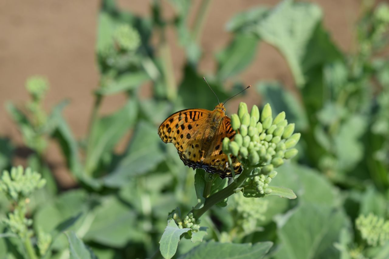 ヒョウ柄 ヒョウモンチョウを紹介 写真で儲けたい男 ヒョウ柄 ヒョウモンチョウを紹介 写真で儲けたい男