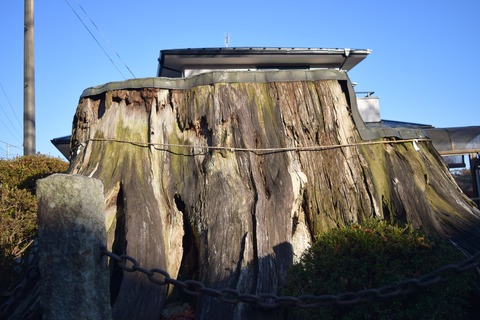 梶原八幡神社 御神木 ブログ用