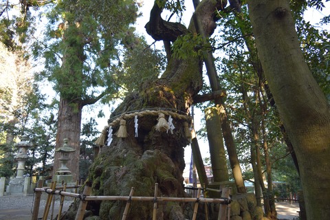川尻八幡神社 御神木 シイノキ ブログ用