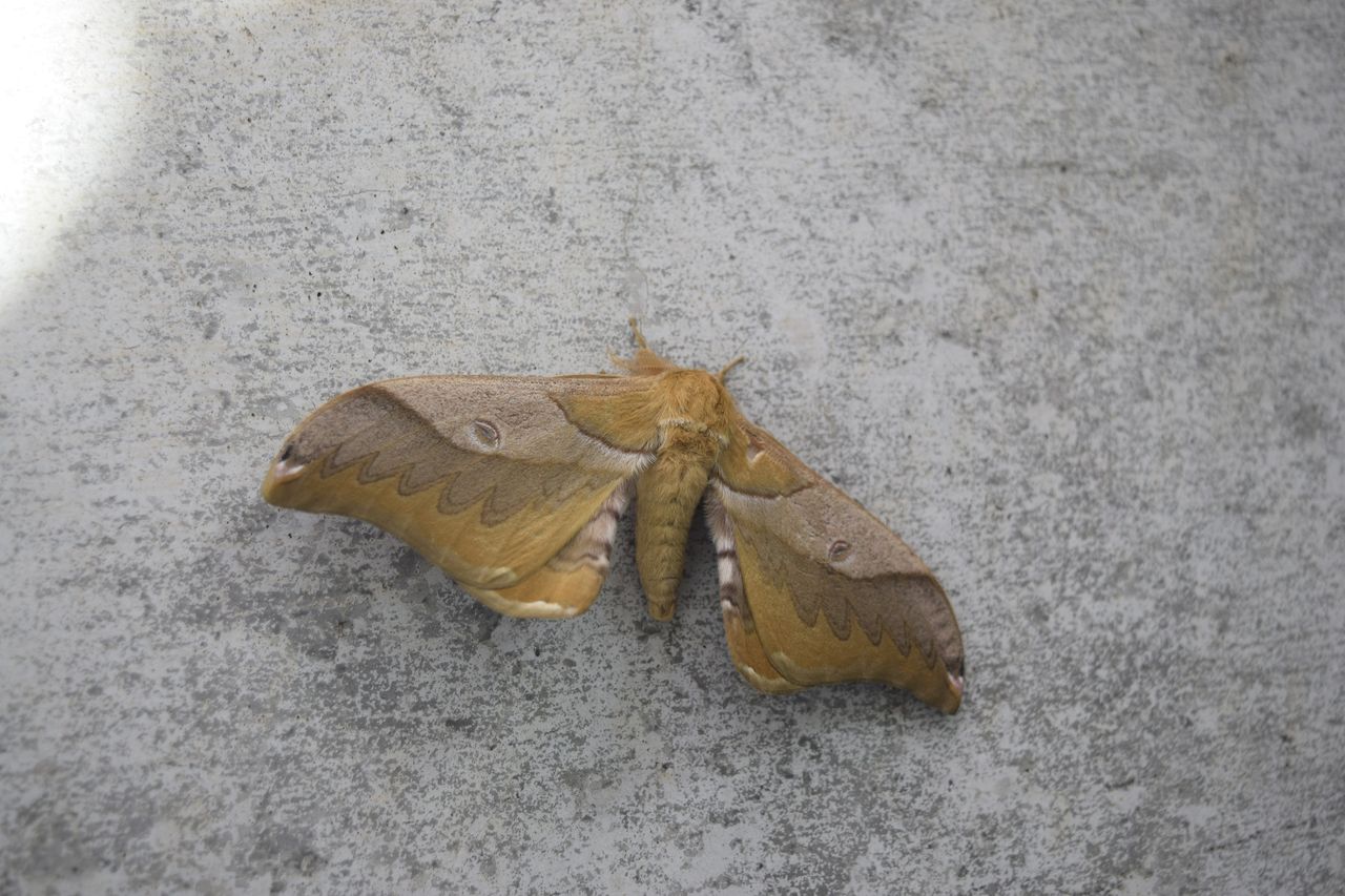 頭が尖った蛾 カザリツマキリアツバを紹介 写真で儲けたい男