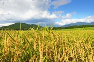 自然豊かな里山の環境で育てられた稲