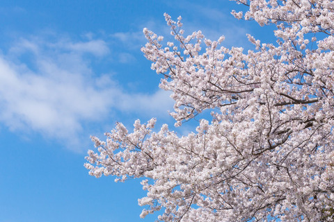 桜の木