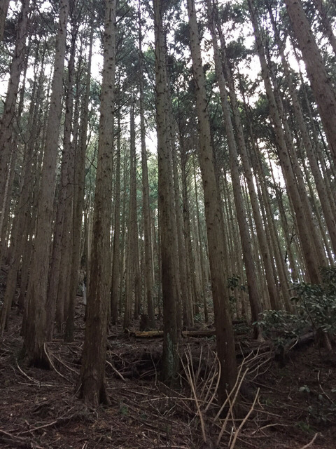 【心霊系】山で写真撮ってたワイ幽霊が写り込んでしまう