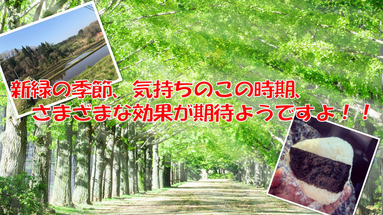新緑の季節