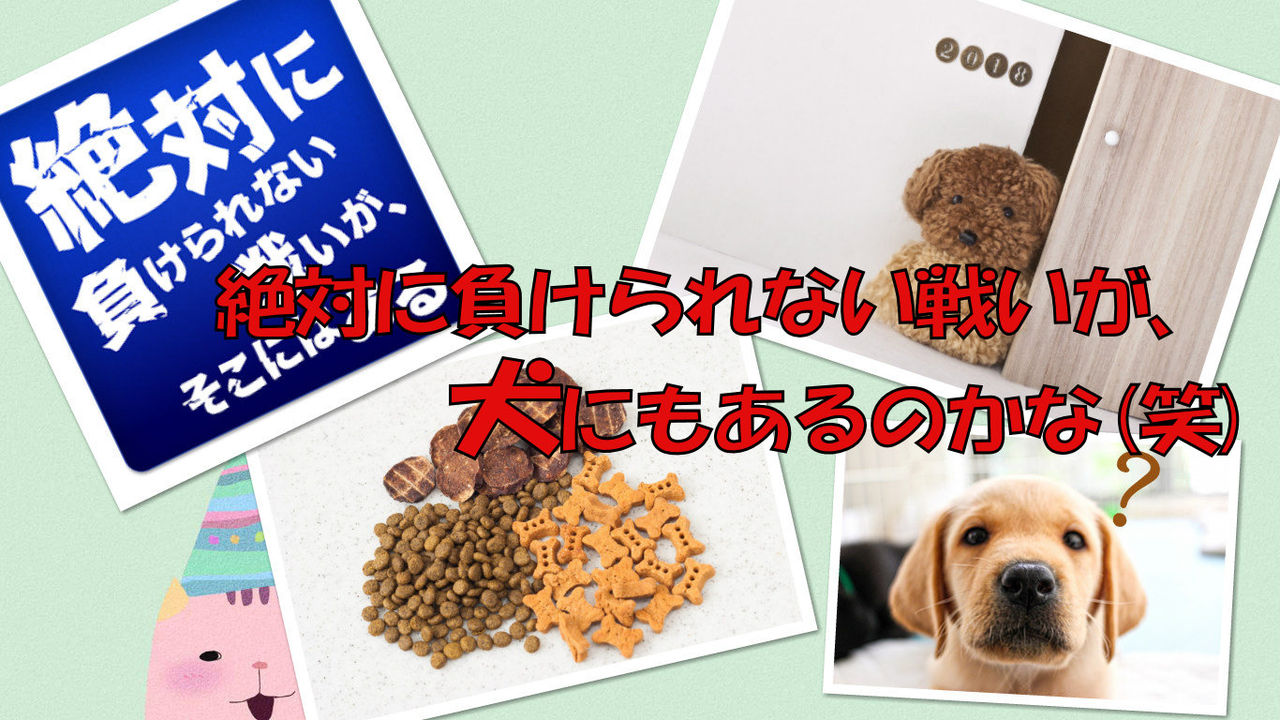 犬