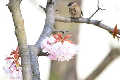 DSC_1355.jpg