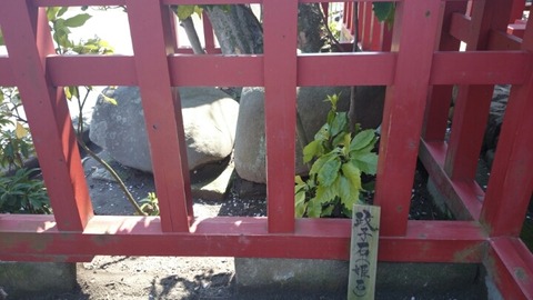 鶴岡八幡宮の政子石