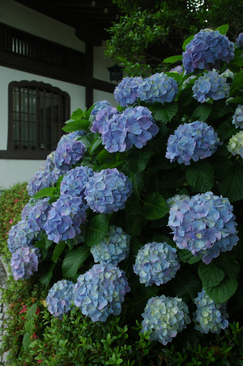 長谷寺のアジサイ