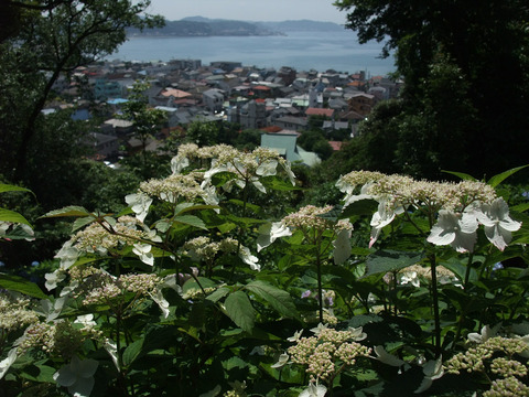 長谷寺の紫陽花と由比ガ浜