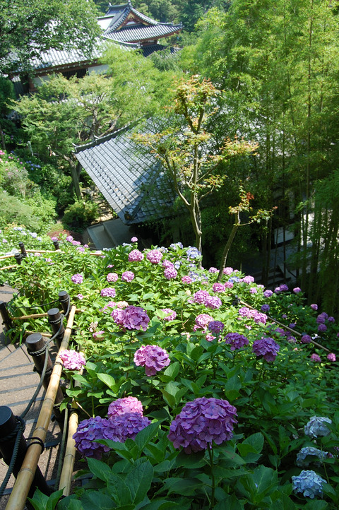 長谷寺、大黒堂脇からあじさい