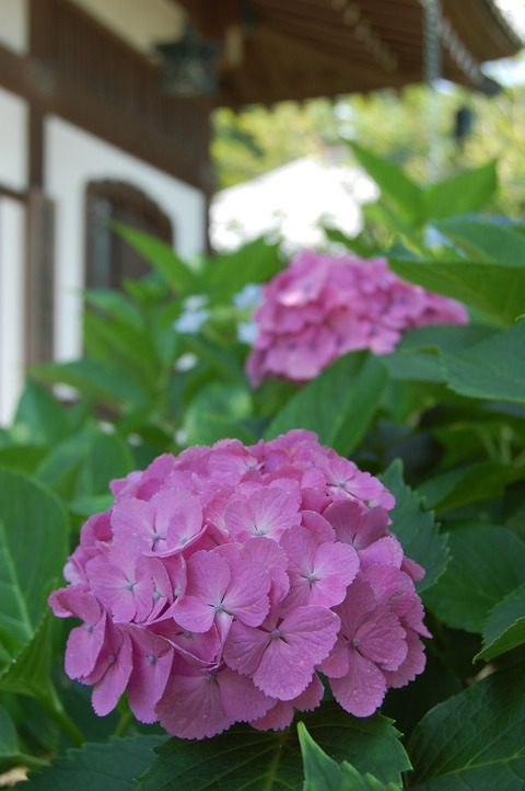 長谷寺の紫陽花