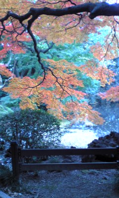 絶景 歌舞伎町style D N A蒼井リオのチョコレートラブ