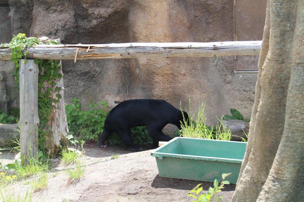 今日の見学 札幌市円山動物園 円山公園 彷徨私事記