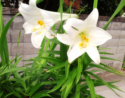 初夏の花